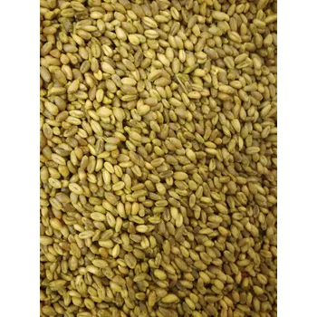 Pesticid STOP ŠKŮDCŮM ZRNO 1kg