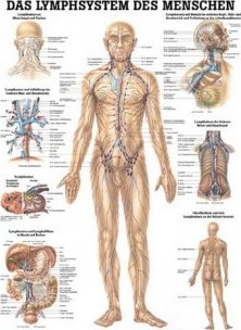 Rüdiger-Anatomie Naučný plakát Lymfatický systém