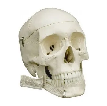 Rüdiger-Anatomie Anatomický model, Lebka