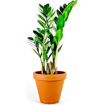 Gardners Zamioculcas zamiifolia, průměr 14 cm Kulkas, zamiokulkáda