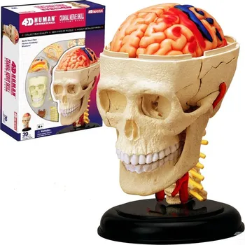 Výuková hračka 4D Master Anatomie člověka lebka