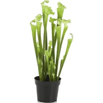 umělá květina Umělá Sarracenia Green 65cm - Stín