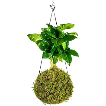 Gardners Kokedama Coffea arabica (M) Kávovník arabský