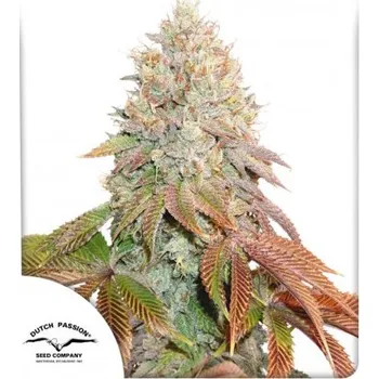 Semeno Dutch Passion Auto Banana Blaze Počet ks Feminizované: 3