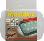 Lucky Reptile Hatch Box 17 x 11 cm