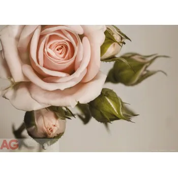 Fototapeta Vliesová fototapeta rozkvetlá růže, květ FTNM-2620 / Fototapety na zeď Rose(160 x 110 cm) AG Design