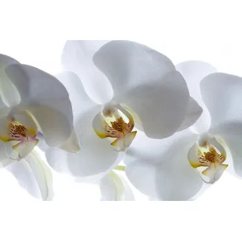 Fototapeta Vliesová fototapeta Bílá orchidej FTNXXL-0466 / fototapety na zeď White Orchid (360 X 270 cm) AG Design