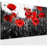 Malvis Jednodílný obraz vlčí máky Velikost: 120x80 cm