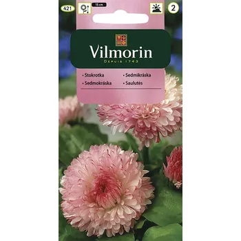 Semeno Sedmikráska obrovská Maria (růžová)