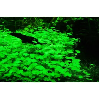 Akvaristika Hydrocotyle tripartita sp. Japan (Koberec 16x11 cm)