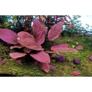 Akvaristika Lagenandra Meeboldi (Košíčková Ø 5,5 cm)