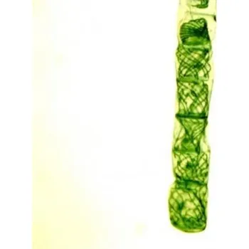 Preparáty-Ryby, žáby a jiní obojživelníci