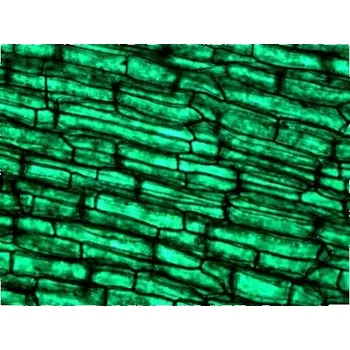 Mikroskopické preparáty-sada 3