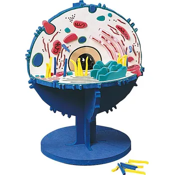 anatomický model Živočišná buňka - model