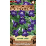 Moravo seed Asarina pnoucí 30 s