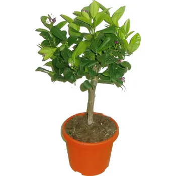 Sazenice Mandarinkovník Mandarine reticulata