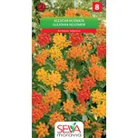 Osiva Moravia Klejicha hlíznatá…
