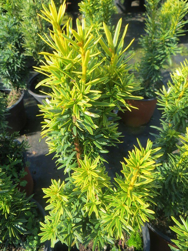 Tis červený / Taxus baccata DAVID Taxus baccata DAVID