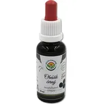 Salvia Paradise Ořešák černý AF…