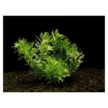 Akvarijní rostlina Hottonia inflata - Žebratka zploštělá (balení - koš)