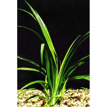 Akvarijní rostlina Reineckia carnea - Reinékie pleťová "T" (balení - koš)