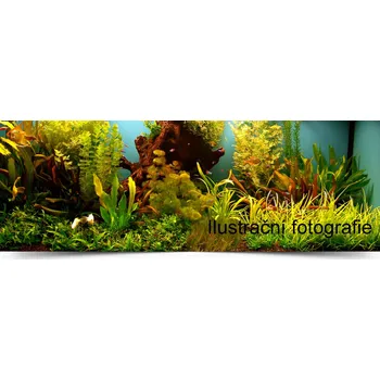 Akvarijní rostlina Rostliny set 50 MIX (Pro akvária 40 - 60l )