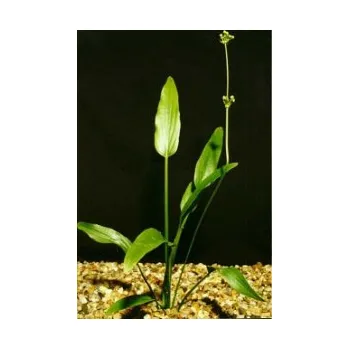 Akvarijní rostlina Echinodorus inpai - Šípatkovec inpai (balení - koš)