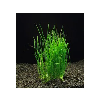 Akvarijní rostlina Lilaeopsis mauritiana - Liliovníček maurícíjský (balení - koš)