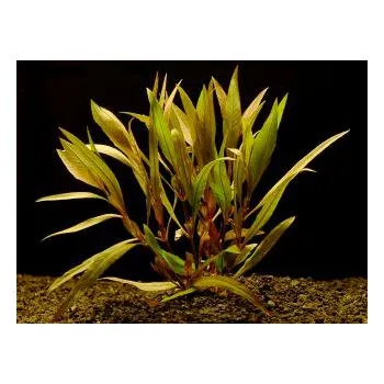 Akvarijní rostlina Hygrophyla angustifolia - Mokřanka úzkolistá (balení - koš)
