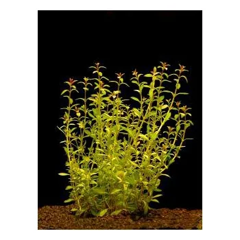 Akvarijní rostlina Ludwigia arcuata - Zakulacenka obloukovitá (balení - koš)