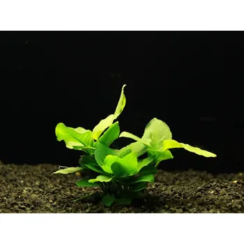 Akvarijní rostlina Anubias hastifolia - Anubis laločnatý (balení - koš)