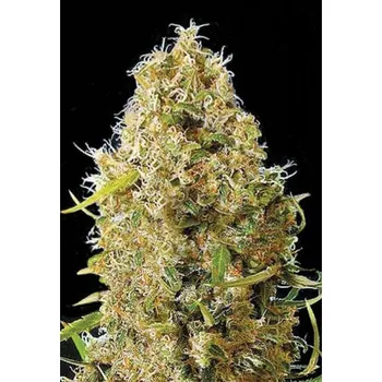 Semeno Czech Seed Bank Kali Misty Auto Feminizované 1 ks