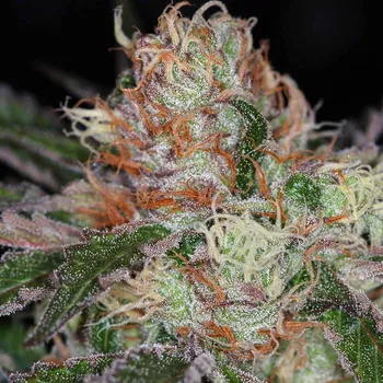 Semeno TGA Subcool The Void Regular 50 ks