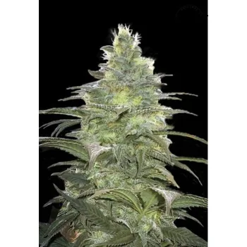 Semeno Czech Seed Bank BlackBerry Feminizované 1 ks