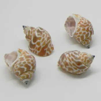 Zahradní dekorace Mušle Conchiglie s-011 25g (10-843/HP)