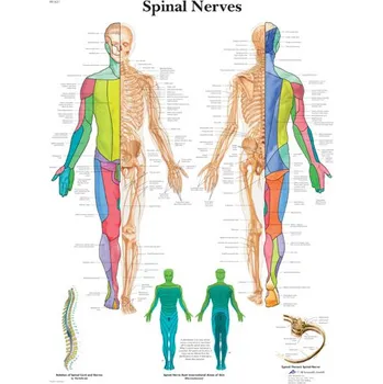 Kancelářský nábytek Výuková anatomie - spinální nervy provedení: papír