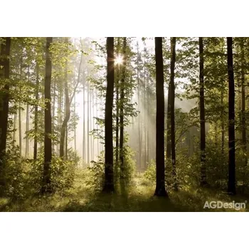 Fototapeta Fototapeta ranní les 360x254cm FTS0181