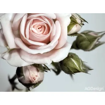 Fototapeta Fototapeta vliesová růže 360 x 270cm AG Design FTN XXL 0313 1033