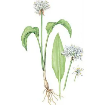 Koření Česnek medvědí list 50g