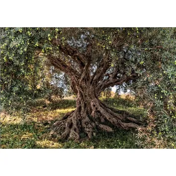 Fototapeta KOMR 135-8 Obrazová fototapeta Komar Olive Tree - olivovník toskánský, velikost 368 x 254 cm