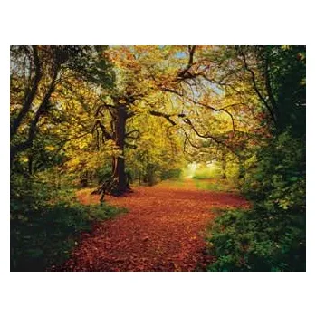 Fototapeta Komar 8-068 FOTOTAPETA AUTUMN FOREST , rozměry 388 x 270 cm
