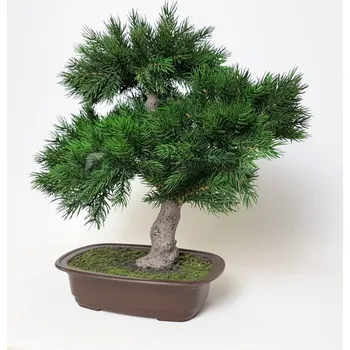 umělá květina Umělá bonsaj pinus 48cm - Do interiéru