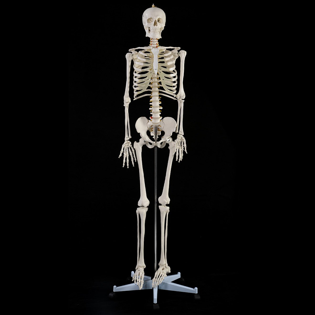 Lidská kostra skelet model 182cm