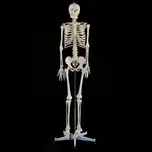 Lidská kostra skelet model 182cm