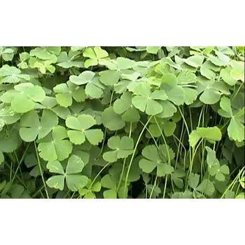 Akvarijní rostlina Marsilea crenata - Marsilka vroubkovaná (balení - koš)
