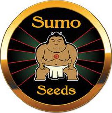 Sumo Seeds White Widow Original Auto 3ks samonakvétací (Feminizovaná samonakvétací semena konopí Sumo Seeds s genotypem White Widow Original X Ruderalis)