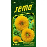 SEMO Slunečnice roční Teddy bear 1 g 