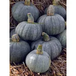 SEMO Blue Kuri Tykev Hokkaido modrá 7…