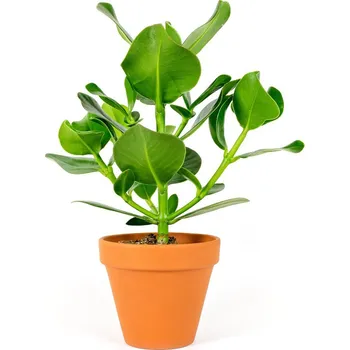 Gardners Clusia rosea, průměr 12 cm Klusia