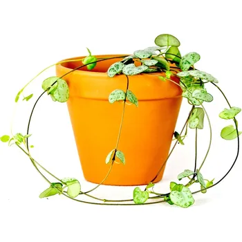 Gardners Ceropegia woodii, průměr 8,5 cm Svícník